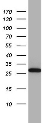 RTRAF Antibody in Western Blot (WB)