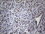 C14orf80 Antibody in Immunohistochemistry (Paraffin) (IHC (P))