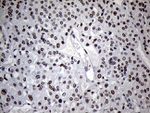 C14orf80 Antibody in Immunohistochemistry (Paraffin) (IHC (P))