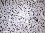 C14orf80 Antibody in Immunohistochemistry (Paraffin) (IHC (P))
