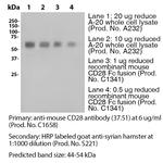 CD28 Antibody in Western Blot (WB)