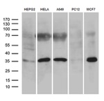 C16orf57 Antibody in Western Blot (WB)
