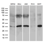 C16orf57 Antibody in Western Blot (WB)