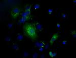 C17orf28 Antibody in Immunocytochemistry (ICC/IF)