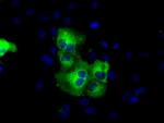 C17orf28 Antibody in Immunocytochemistry (ICC/IF)