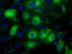 C17orf28 Monoclonal Antibody (OTI2E9), TrueMAB™