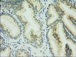 C17orf28 Antibody in Immunohistochemistry (Paraffin) (IHC (P))