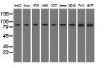 C17orf28 Antibody in Western Blot (WB)