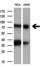 C17orf28 Antibody in Western Blot (WB)