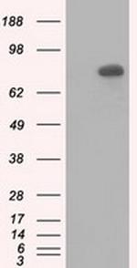 C17orf28 Antibody in Western Blot (WB)