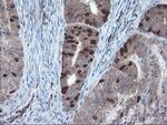 C17orf37 Antibody in Immunohistochemistry (Paraffin) (IHC (P))
