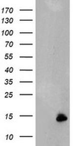 C17orf37 Antibody in Western Blot (WB)