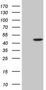 C18orf54 Antibody in Western Blot (WB)