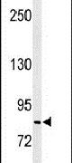 C19orf21 Antibody in Western Blot (WB)
