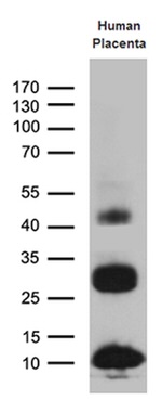 C19orf52 Antibody in Western Blot (WB)
