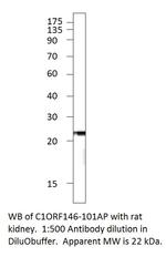 C1orf146 Polyclonal Antibody