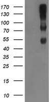 C1R Antibody in Western Blot (WB)