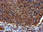 C1S Antibody in Immunohistochemistry (Paraffin) (IHC (P))