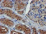 C1S Antibody in Immunohistochemistry (Paraffin) (IHC (P))