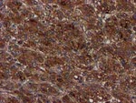 C1S Antibody in Immunohistochemistry (Paraffin) (IHC (P))
