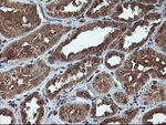 C1S Antibody in Immunohistochemistry (Paraffin) (IHC (P))