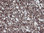 C1S Antibody in Immunohistochemistry (Paraffin) (IHC (P))