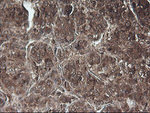 C1S Antibody in Immunohistochemistry (Paraffin) (IHC (P))