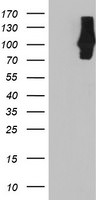 C1S Antibody in Western Blot (WB)