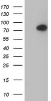 C1S Antibody in Western Blot (WB)