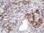 C1orf106 Antibody in Immunohistochemistry (Paraffin) (IHC (P))