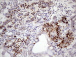 C1orf106 Antibody in Immunohistochemistry (Paraffin) (IHC (P))