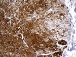 C1orf111 Antibody in Immunohistochemistry (Paraffin) (IHC (P))