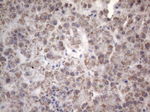 C2 Antibody in Immunohistochemistry (Paraffin) (IHC (P))