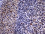 C2 Antibody in Immunohistochemistry (Paraffin) (IHC (P))