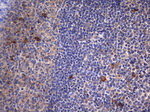 C2 Antibody in Immunohistochemistry (Paraffin) (IHC (P))
