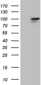 C2 Antibody in Western Blot (WB)