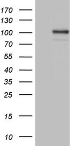 C2 Antibody in Western Blot (WB)