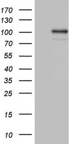 C2 Antibody in Western Blot (WB)