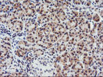 C20orf3 Antibody in Immunohistochemistry (Paraffin) (IHC (P))
