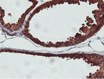 C20orf3 Antibody in Immunohistochemistry (Paraffin) (IHC (P))