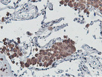 C20orf3 Antibody in Immunohistochemistry (Paraffin) (IHC (P))