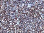 C20orf3 Antibody in Immunohistochemistry (Paraffin) (IHC (P))