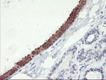 C20orf3 Antibody in Immunohistochemistry (Paraffin) (IHC (P))