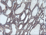 C20orf3 Antibody in Immunohistochemistry (Paraffin) (IHC (P))