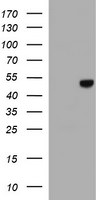 C20orf3 Antibody in Western Blot (WB)