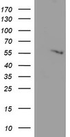 C20orf3 Antibody in Western Blot (WB)