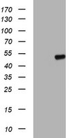 C20orf3 Antibody in Western Blot (WB)