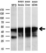 C20orf3 Antibody in Western Blot (WB)