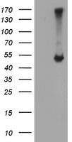 C20orf3 Antibody in Western Blot (WB)