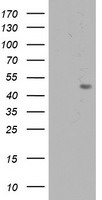 C20orf3 Antibody in Western Blot (WB)